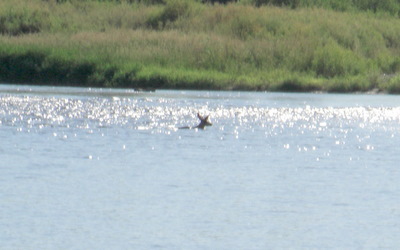 Deer Swimming.